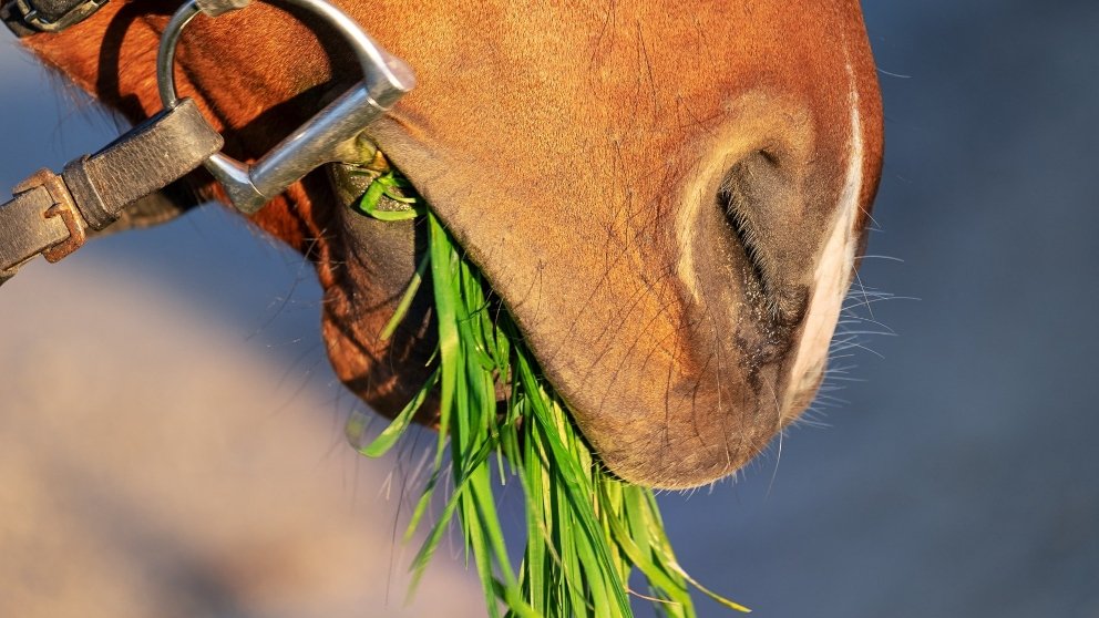 alimentacion caballo