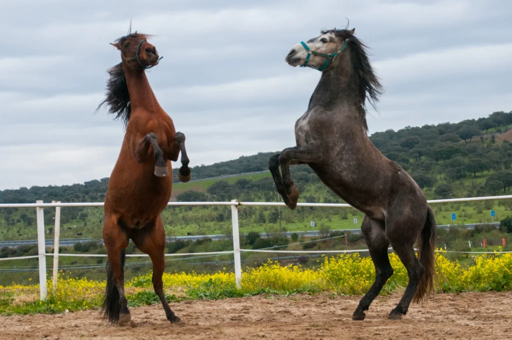 los caballos