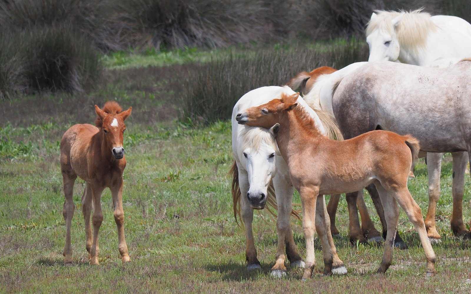 los caballos