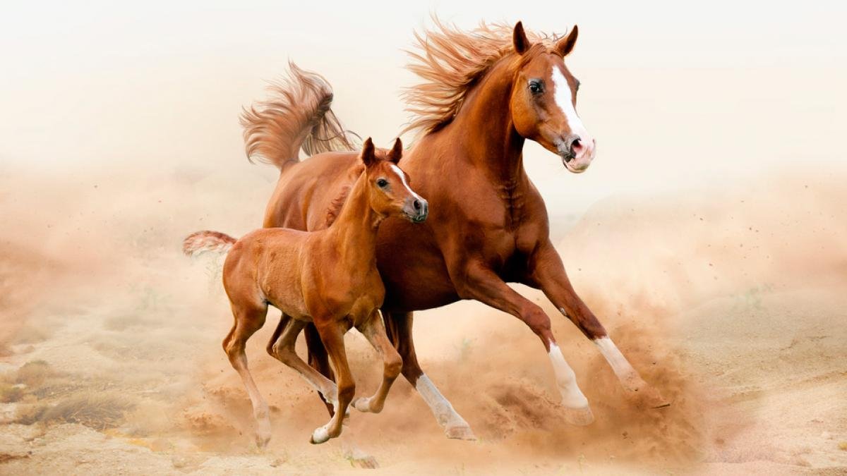 los caballos