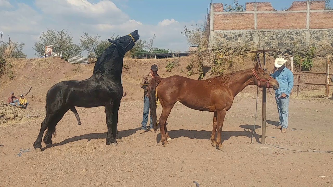 los caballos 