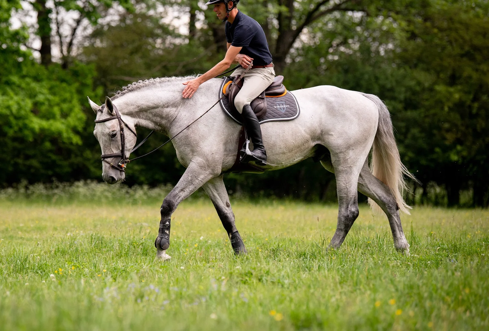 que es la filogenia del caballo