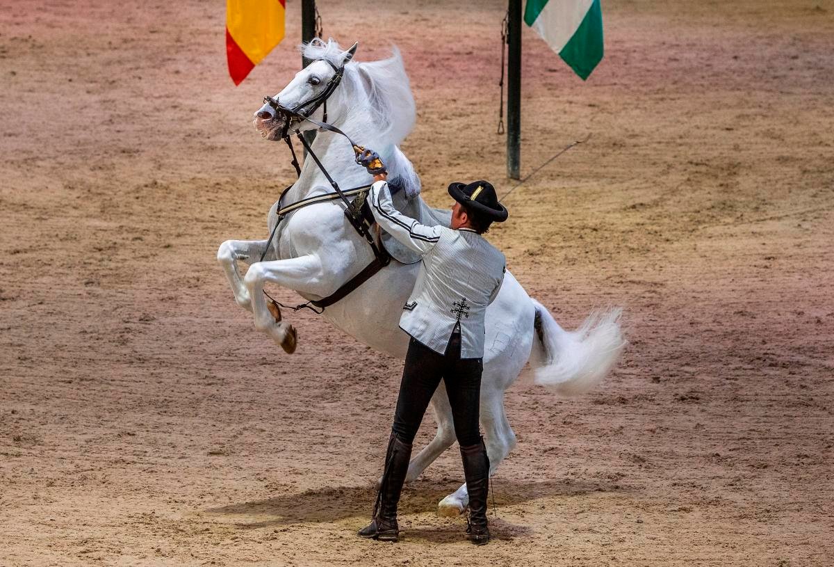 que es la filogenia del caballo