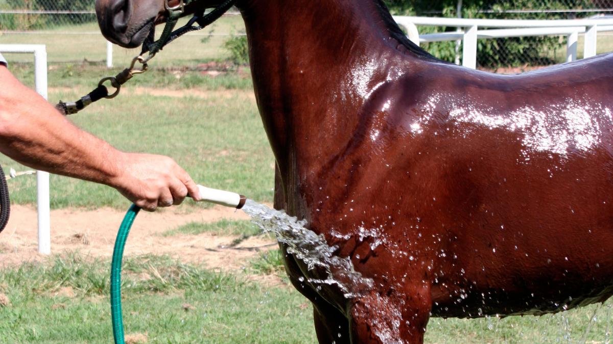 razas más longevas de caballos