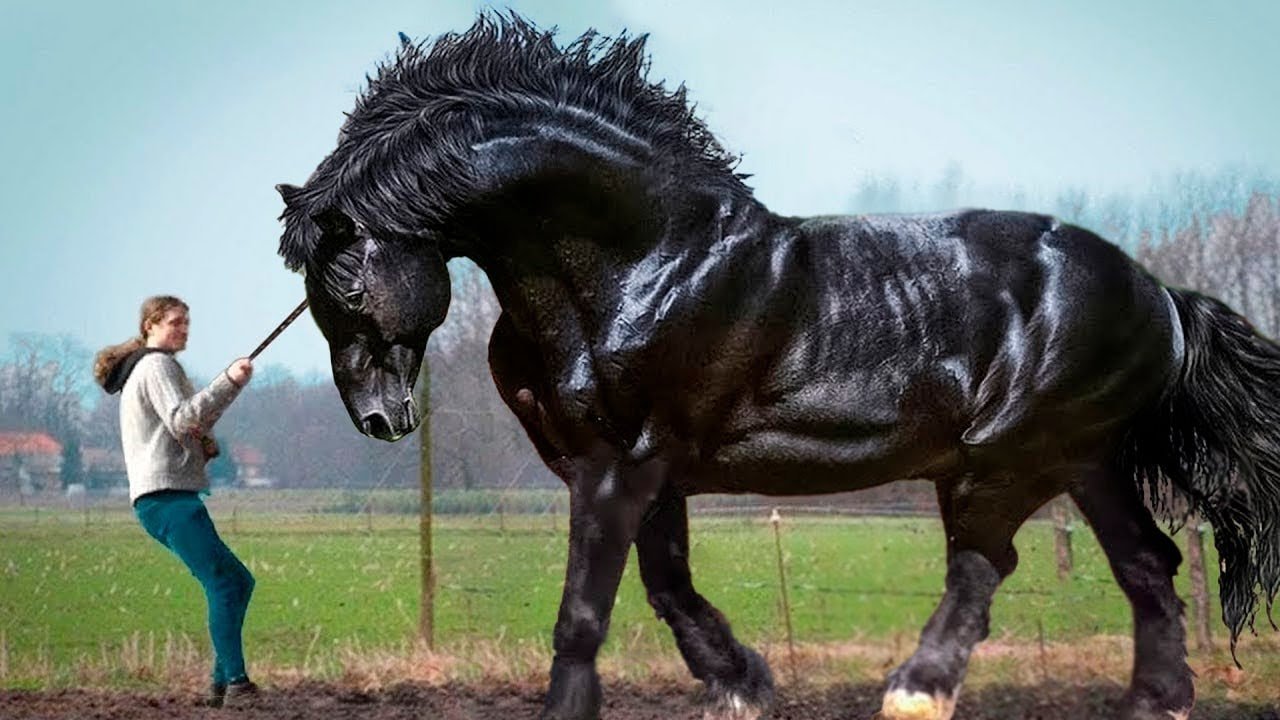 razas más longevas de caballos