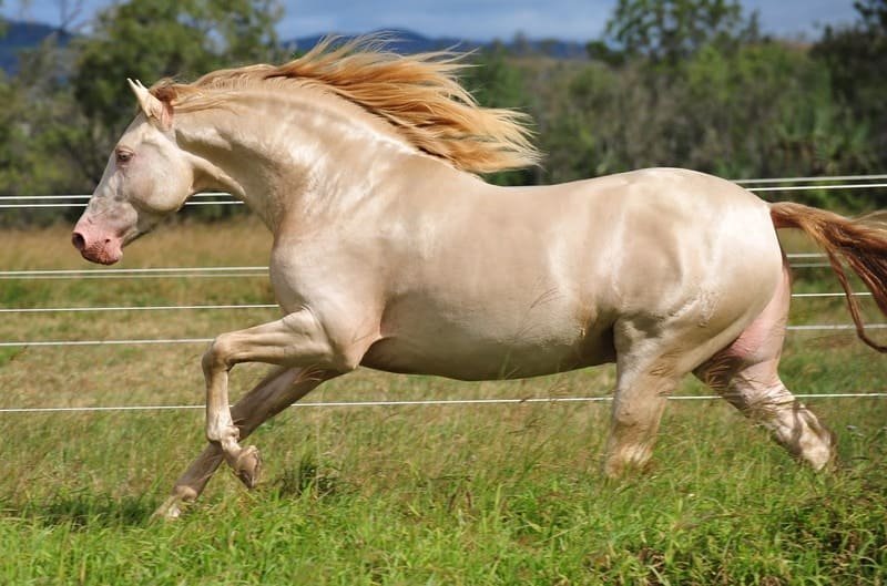 razas más longevas de caballos