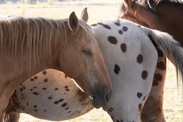 como duermen los caballos