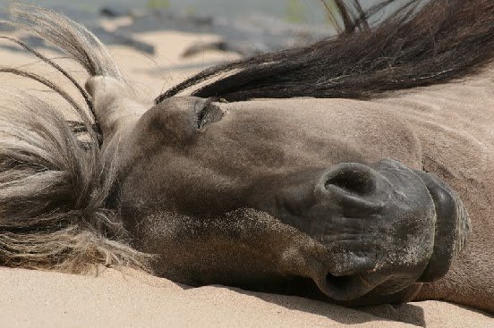 como duermen los caballos