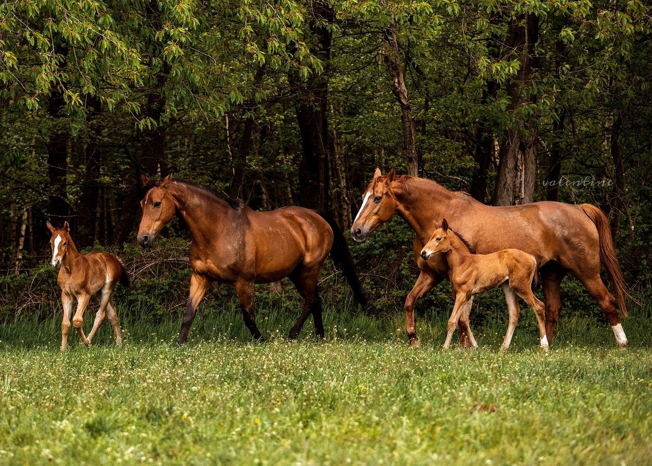 Caballos y Yeguas