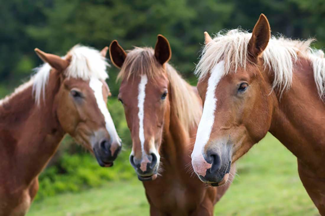 Caballos y Yeguas