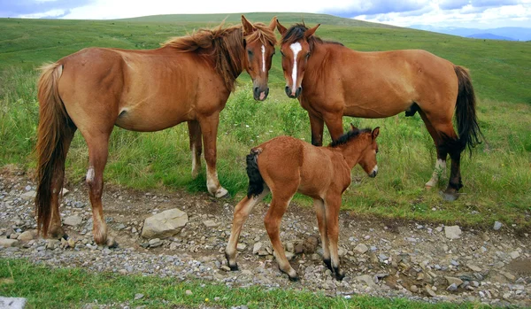 Caballos y Yeguas